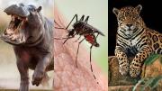 Ni tiburón ni gorila: este es el animal más peligroso del mundo