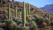 La planta que solo crece América del Sur y vive más de 100 años: alcanza los 12 metros y da 8.000 flores