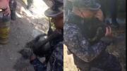 Emotivo rescate en Córdoba: salvaron a una gatita con discapacidad de un incendio