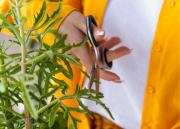 Estas cuatro plantas ayudan a combatir la congestión nasal y los síntomas del resfrío