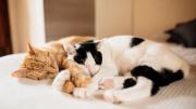 ¿Amigos o rivales? Esto dice la ciencia sobre la CONVIVENCIA ENTRE los GATOS del hogar