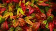 Esta planta es un tesoro para el jardín: cambia de color en invierno y exige pocos cuidados de jardinería