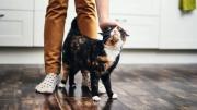 La señal que todos ignoran y que significa que un gato eligió a su persona favorita