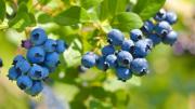 Cuáles son las propiedades curativas de los arándanos para combatir la diabetes y mejorar el colesterol