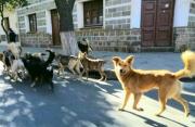 Zoonosis de Tarija notifica a más de 100 propietarios por dejar a sus canes en la calle