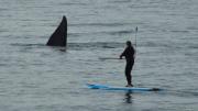 Fascinante espectáculo de ballenas frente a la costanera de Caleta Olivia