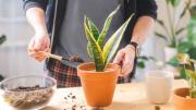 Pocos lo saben: cuál es el mejor sustrato para la sansevieria o lengua de suegra, según expertos en jardinería