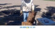 Los productores apícolas apuestan a la polinización para poder crecer