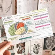 ¿Querés estudiar mejor? Las flashcard son tus aliadas en épocas de examen