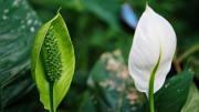 Asuntos de plantas: cómo estimular el crecimiento de tu Cuna de Moisés y obtener flores hermosas