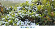 Las heladas y las plantas: Cómo protegerlas de las bajas temperaturas