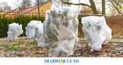 Cómo cuidar las plantas en el invierno: Guía para proteger tu jardín del frío