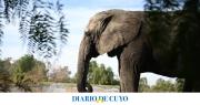 Kenya llegó a Brasil y no quedan elefantes en cautiverio en Argentina