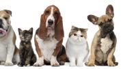Hallazgo científico: tener gatos y perros produce un nuevo beneficio