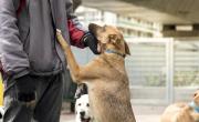 Programa Animales BA: cómo acceder a castraciones gratuitas