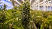 El Gobierno disolvió la agencia de cannabis por superposición de funciones y gastos excesivos