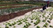 Defensa Civil reporta que 92 municipios se declararon en desastre natural por heladas