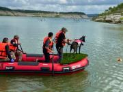 Héroes de cuatro patas: el rol clave de los perros rescatistas mexicanos en las inundaciones de Texas