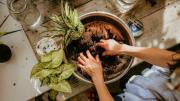 Ni café ni cáscaras de huevo: el desecho de cocina que es un elixir para las plantas del jardín