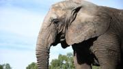 Trasladaron al último elefante en cautiverio de Argentina a un santuario en Brasil
