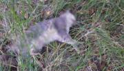 Preocupación en Tres Cerritos por la aparición de gatos y perros muertos que fueron envenenados