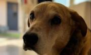 Un perro de La China se habría electrocutado en la casa de Icardi