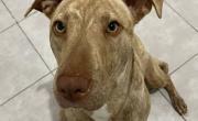 Crean una pastilla para alargar la vida de los perros