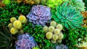 No mates a este insecto en tu jardín: ayuda a proteger tus plantas sin esfuerzo
