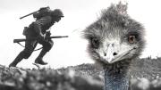“Guerra Emú”, el día que un país fue vencido por 20.000 aves: un fracaso militar sin precedentes