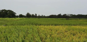 Productores de arroz de Beni se declaran en emergencia por falta de diésel