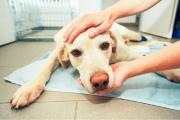 Cáncer en perros: ¿qué síntomas son clave para detectarlo a tiempo?