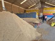 Rendimiento en producción de arroz subió a casi 30% y oferta en el mercado bajó por el contrabando a la inversa