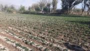 Heladas afectan el 8% de cultivos, porcentaje mínimo que no afecta a la seguridad alimentaria