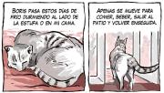 Sueños de gato, la nueva, y tierna tira de Chelo Candia en el Voy