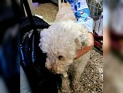Preocupación en Tres Cerritos: “Jack, el envenenador de perros anda suelto”