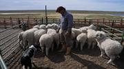 Productores de la Patagonia cargaron contra el Gobierno por el levantamiento de la barrera sanitaria: Nos mintieron