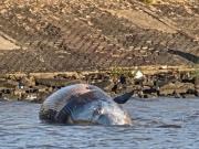 Por qué apareció una ballena muerta en la costa de Vicente López