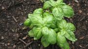 Cómo conseguir una albahaca frondosa y abundante, según los jardineros