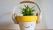 Asuntos de plantas: ¿de qué manera la música influye en el crecimiento de las especies del hogar?