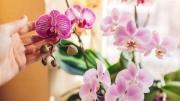 Lo que debes hacer con tus orquídeas en julio para que estallen de flores en primavera