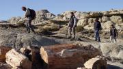 El bosque convertido en piedra más grande del mundo está en Argentina