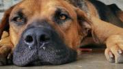 Epidemia de moquillo: “Tres de cada seis perros terminan en eutanasia”