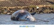 Apareció una ballena muerta en la costa del Río de la Plata