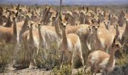 EXPORTADORES PIDEN VENTA TRANSPARENTE Y SUJETA A REGLAMENTACIÓN DE LA FIBRA DE VICUÑA