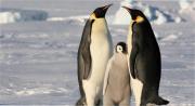 Alarma en la Antártida: los pingüinos emperadores están en dramático declive