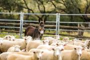 Ni vaca ni oveja: asoma otra opción para producir carne en la Patagonia y destacan su muy buen sabor