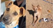 Buscan un hogar para Luca, el perrito rescatado en Pocito