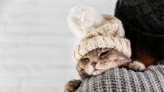 Cómo saber si mi gato tiene frío y evitar que se enferme en invierno