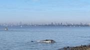 Impactante hallazgo: ballena sin vida apareció en la costa de Vicente López