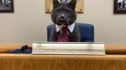 VIRAL: El insólito caso de los gatos que compiten por un puesto de alcalde, con campaña sucia incluida